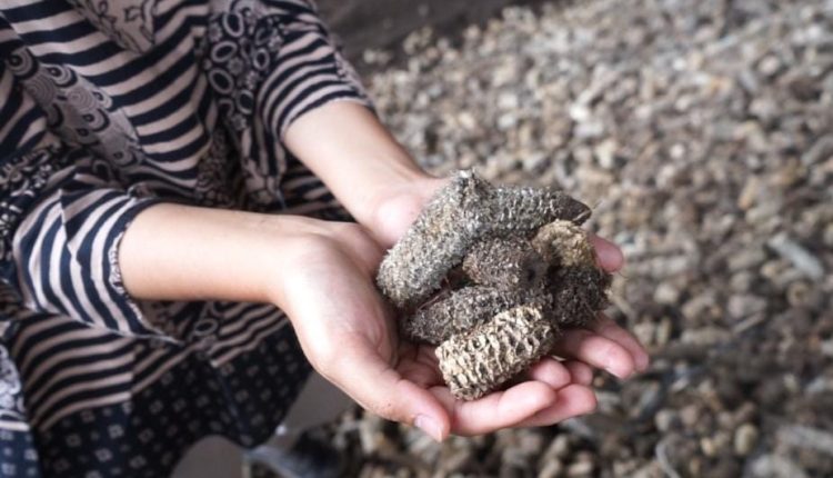 Kaleidoskop 2022, Implementasi Co-Firing di PLN Hasilkan 575,4 GWh Listrik Bersih