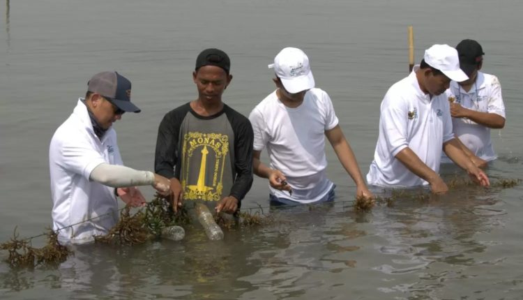 Kliring Berjangka Indonesia Dukung Petani Rumput Laut