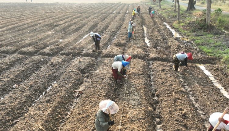Dukung Kemandirian Pangan, PT Sang Hyang Seri dan BRIN Kerjasama Penanaman Sorgum